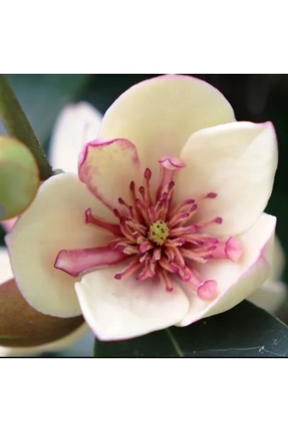 Магнолія Вайт Кавіар